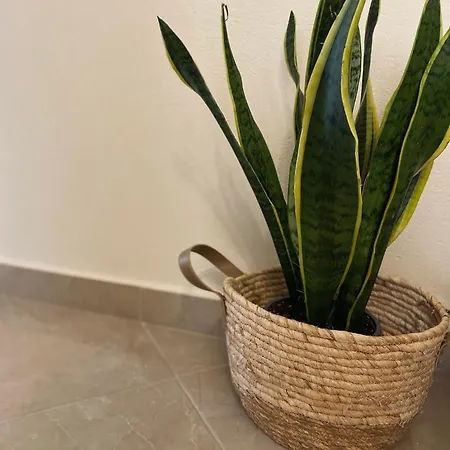 Backyard * טורוני