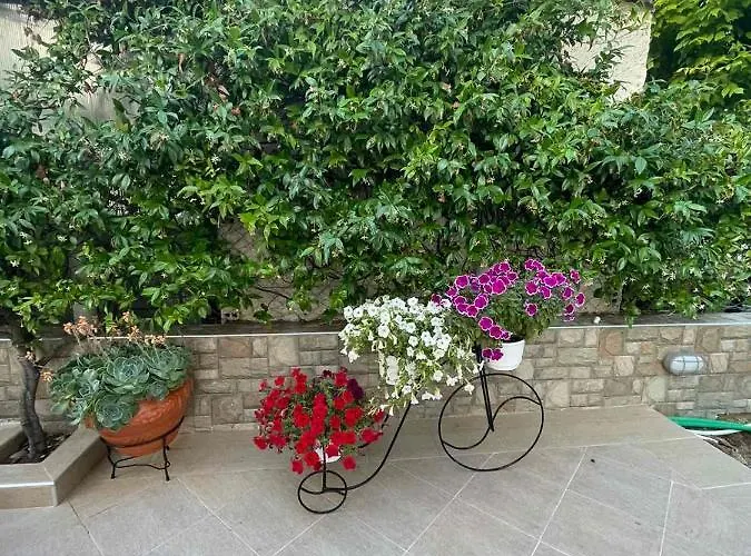 Backyard Toroni